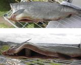 自家製新巻鮭(荒巻鮭・塩鮭)の作り方作り方5写真