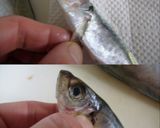 豆鯵の下処理作り方1写真