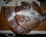 天然真鯛の手作り干物作り方10写真