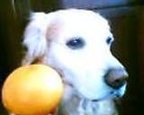 はなびし草さんの甘夏ピール!!(ID:17341111)作り方1写真