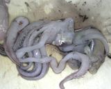 廃物（？）利用・魚の煮汁でイカのげそ煮作り方1写真