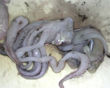 廃物（？）利用・魚の煮汁でイカのげそ煮作り方1写真