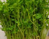 超簡単な豆苗（とうみょう）ナッツ炒め作り方1写真
