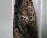 大好き!かつおの竜田揚げ♪作り方1写真