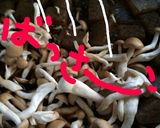 こっくり味◎しめじ＆蒟蒻の常備菜作り方6写真