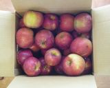 いつでもアップルパイ作り方1写真