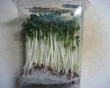 かいわれと焼海苔の簡単サラダ作り方1写真