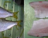 コノシロ寿司（つなし寿司）作り方1写真