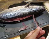 魚を捌こう!ヒラソウダ(カツオ)編作り方2写真