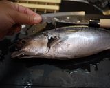魚を捌こう!ヒラソウダ(カツオ)編作り方3写真