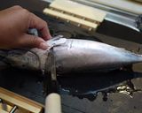 魚を捌こう!ヒラソウダ(カツオ)編作り方4写真