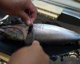 魚を捌こう!ヒラソウダ(カツオ)編作り方5写真