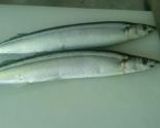 ☆秋刀魚と野菜deミルフィーユ☆作り方1写真