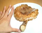 香りと味の松茸ごはん作り方1写真