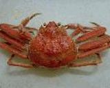 めすカニの解体方作り方1写真
