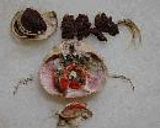 めすカニの解体方作り方4写真