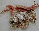 めすカニの解体方作り方8写真