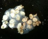 にんにくと人参の和風チャーハン海苔風味作り方1写真