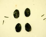 お弁当に♪簡単くまさんおにぎり作り方5写真
