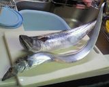 小さい太刀魚の唐揚げ＋ごぼうチップス作り方1写真