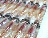 ひとくち焼いかめし。作り方2写真