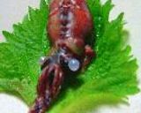 ひとくち焼いかめし。作り方14写真