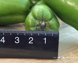 規格外サイズ救済⭐︎豚コマピーマンフライ作り方3写真