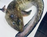 タナカゲンゲの煮付け・意外と簡単に捌ける作り方1写真