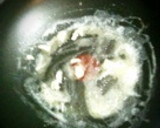 あさりのバター炒め作り方2写真