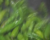 ししとうを焦がし醤油でいただく作り方9写真