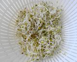 カフェ風♪アルファルファとツナのサンド作り方1写真