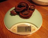 高価な乾燥アワビを調理してみたよ作り方1写真