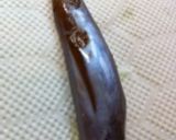 烏賊わたの味噌漬け作り方7写真