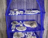 ハサミひとつで♪アオリイカの捌き方作り方8写真
