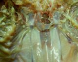 丸鶏のスパッチコック（平たく開く）方法作り方10写真