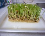減塩！豆苗のごま油炒め☆保存もOK！作り方8写真