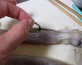 いかのさばき方。簡単に出来ますよ～☆作り方4写真