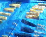 実家のふかし芋♡美味しい塩で素朴に・・・作り方4写真