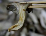 焼きひらたけ作り方16写真