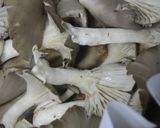 焼きひらたけ作り方15写真
