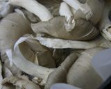 焼きひらたけ作り方5写真