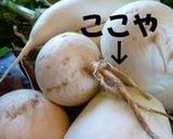 大根や蕪の根っこの味噌漬け作り方3写真