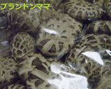 ベジタリアン大根餅作り方2写真