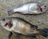 白身魚のムニエル★ラ・フランスのソース作り方1写真