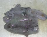 アオリイカの塩ヨーグルトがけ作り方1写真