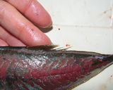 とっておきツール☆で鯵の三枚おろし♪作り方6写真