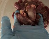 我が家の鶏レバニラ作り方2写真