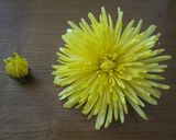 菊のおひたし作り方3写真