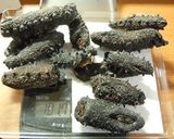 誰でも出来る ほしなまこ もどし方作り方1写真