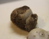 簡単　チーズ里芋作り方3写真